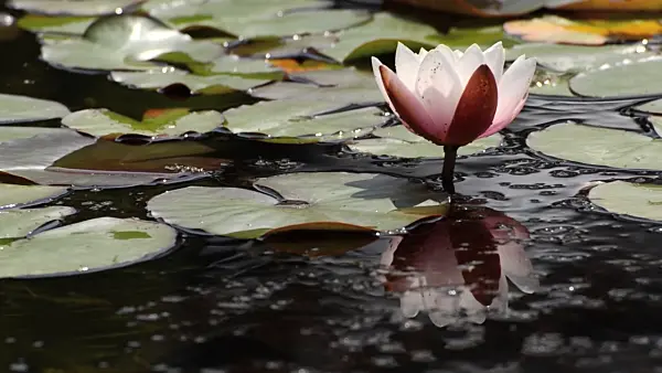 497129 - Water lily (Nymphaea)