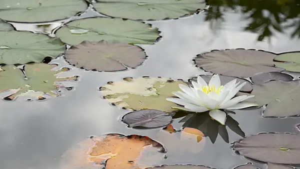 497353 - Water lily (Nymphaea)