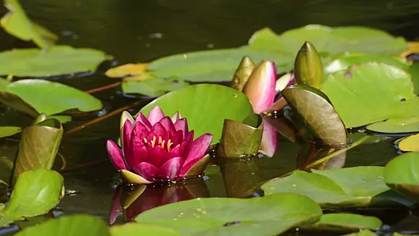 498059 - Water lily (Nymphaea)