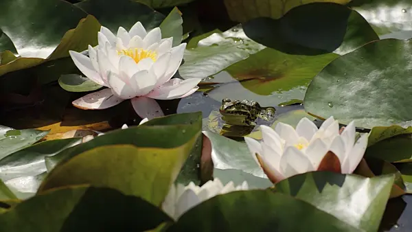 497128 - Water lily (Nymphaea) and edible frog (Rana esculenta)