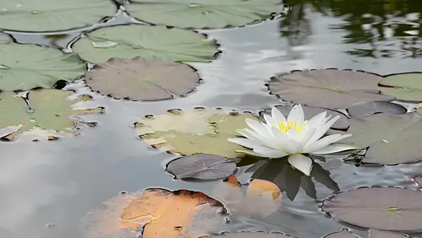 497354 - Water lily (Nymphaea) and edible frog (Rana esculenta)