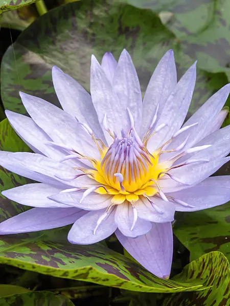426164 - Water lily (Nymphaea Bagdad)