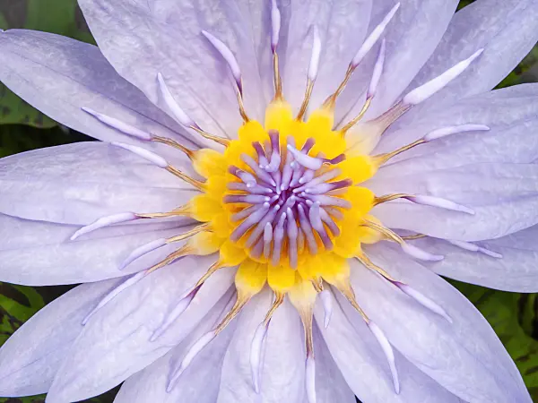 426165 - Water lily (Nymphaea Bagdad)