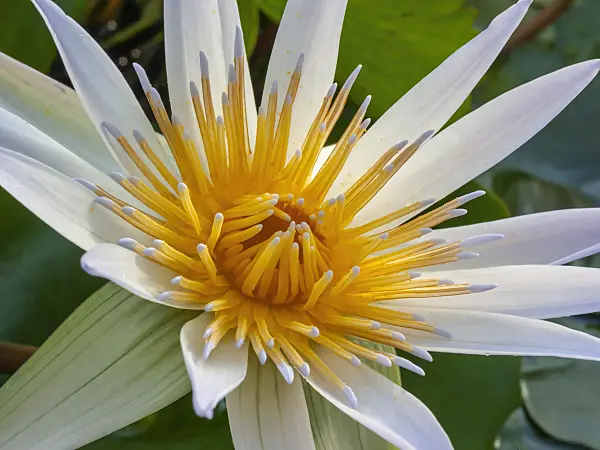 406011 - Water lily (Nymphaea micrantha)