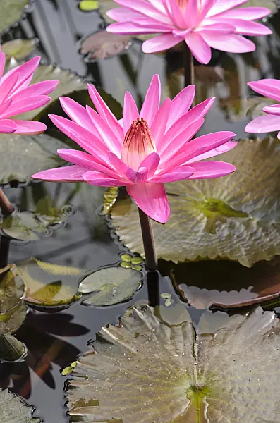 536160 - Water lily (Nymphaea Mrs. George C. Hitchcock)