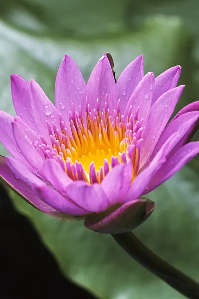 370020 - Water lily (Nymphaea stellata syn. Nymphaea nouchali)