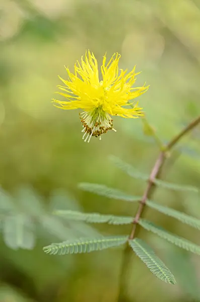 524127 - Water mimosa (Neptunia plena)
