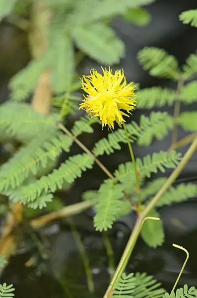 536063 - Water mimosa (Neptunia plena)