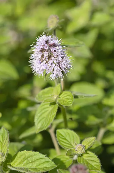 523153 - Water mint (Mentha aquatica)