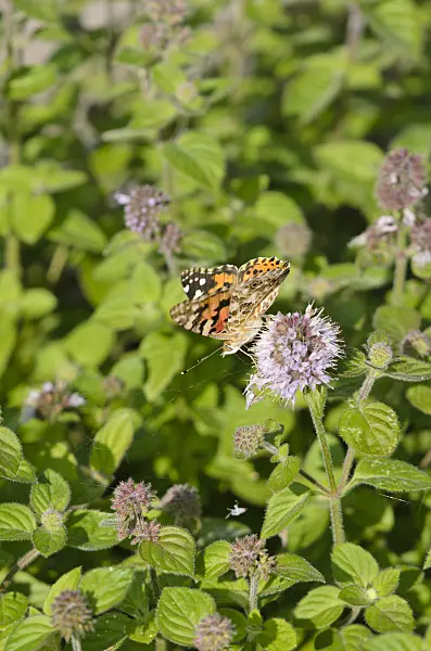 523155 - Water mint (Mentha aquatica) and painted lady (Vanessa cardui)