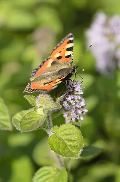 523154 - Water mint (Mentha aquatica) and small tortoiseshell (Aglais urticae)