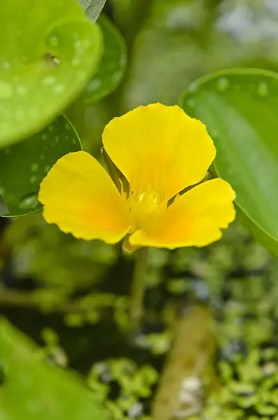 536057 - Water poppy (Hydrocleys martii)
