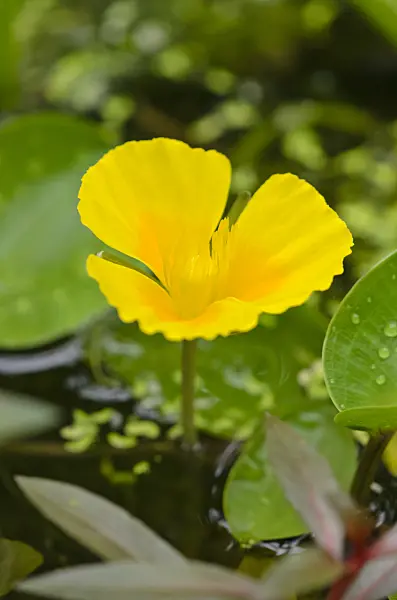 536058 - Water poppy (Hydrocleys martii)
