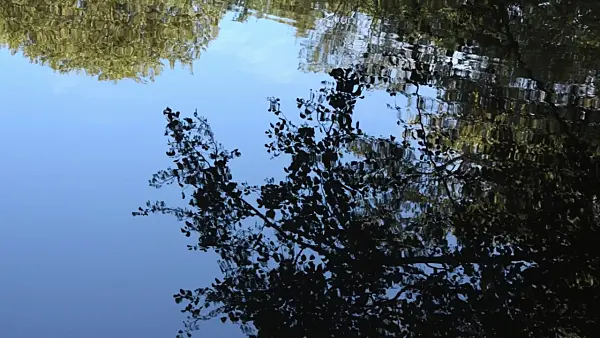 500091 - Water reflection of a leafy branch
