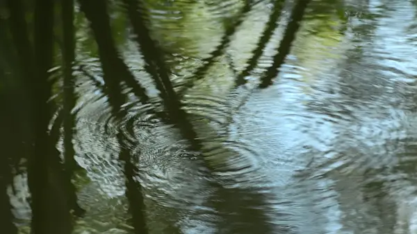 510077 - Water strider (Gerris)