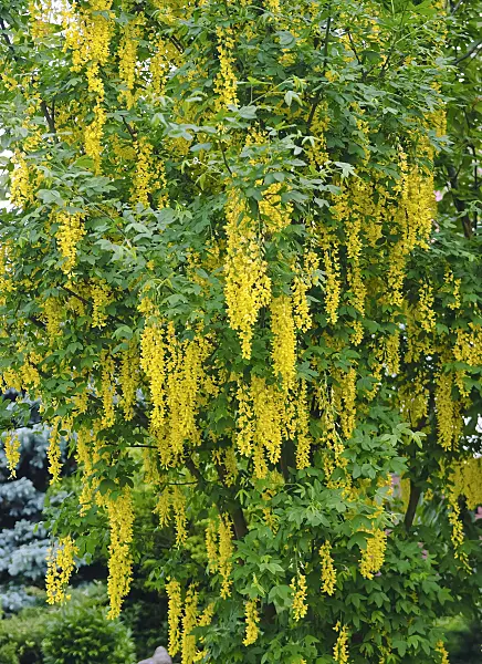 490086 - Waterer laburnum (Laburnum x watereri 'Vossii')