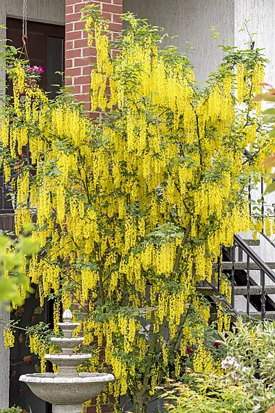 638147 - Waterer laburnum (Laburnum x watereri 'Vossii')