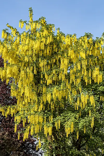 638148 - Waterer laburnum (Laburnum x watereri 'Vossii')