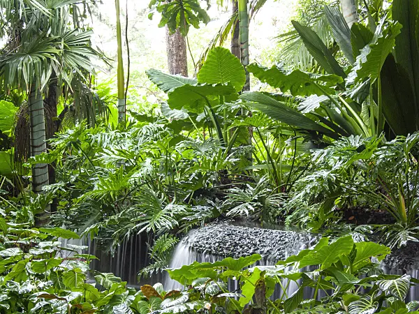411139 - Waterfall in a tropical garden