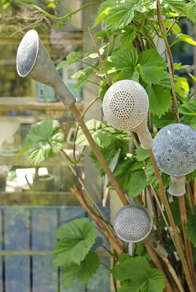 509150 - Watering can roses on bamboo poles