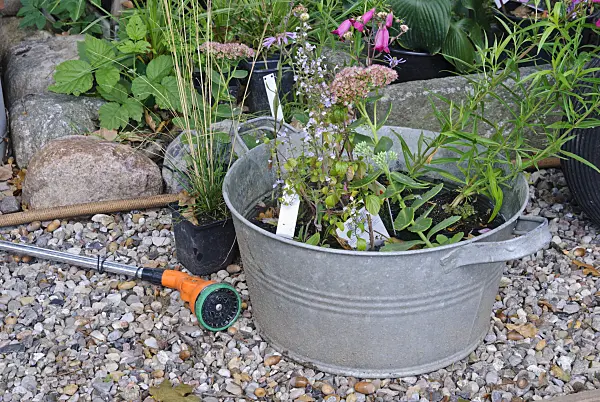 483045 - Watering perennials before planting