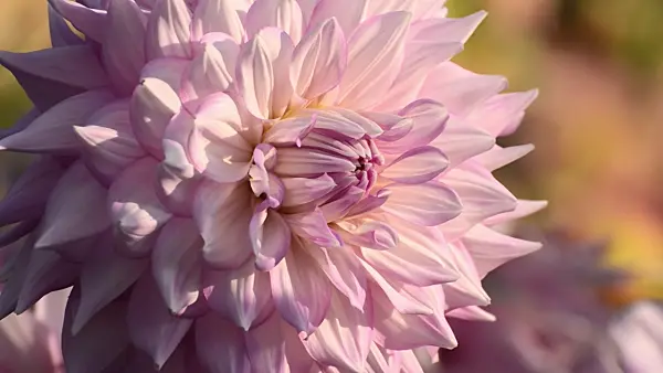 500162 - Waterlily dahlia (Dahlia Almand Joy)