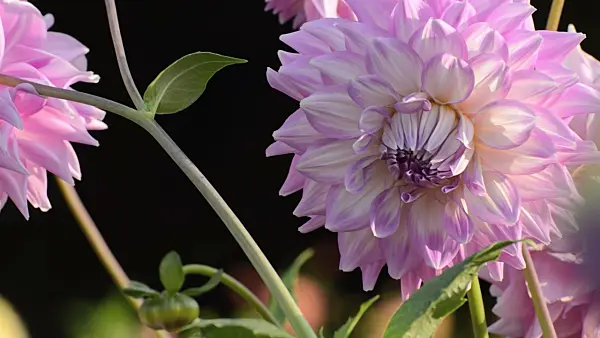 500163 - Waterlily dahlia (Dahlia Almand Joy)