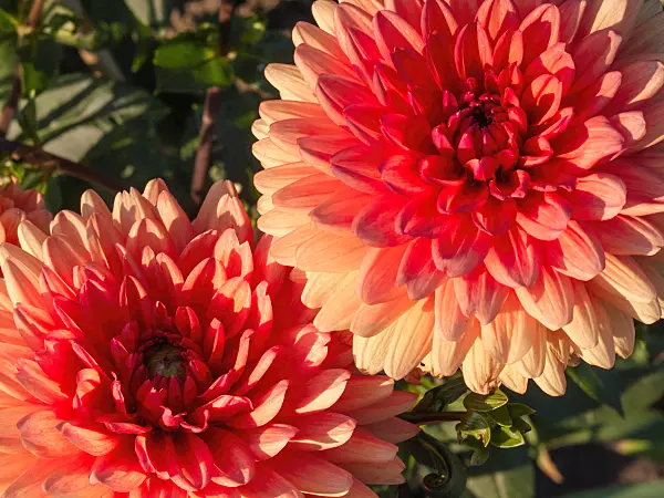 404031 - Waterlily dahlia (Dahlia Clarence)