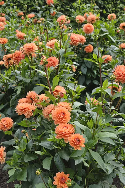 487147 - Waterlily dahlia (Dahlia Clarence)