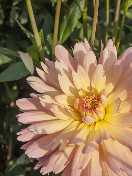 405041 - Waterlily dahlia (Dahlia Gräfin Cosel)