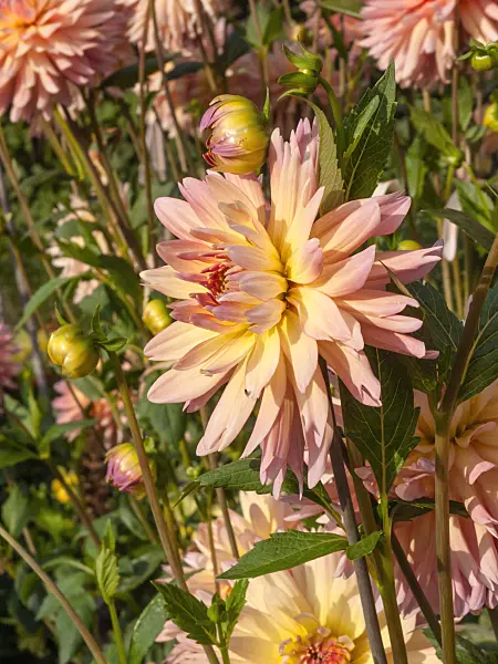 405042 - Waterlily dahlia (Dahlia Gräfin Cosel)