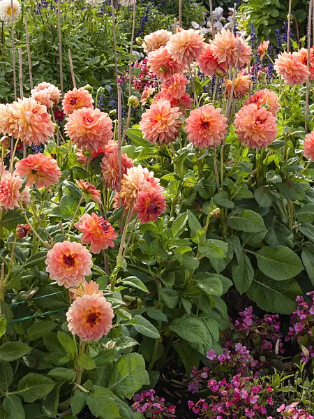 405008 - Waterlily dahlia (Dahlia Key West)