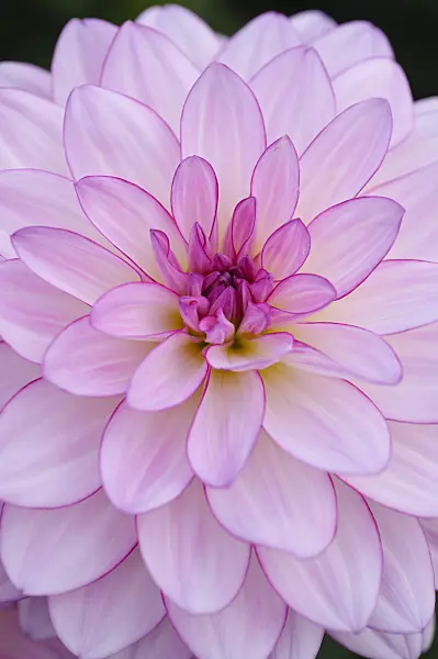 476117 - Waterlily dahlia (Dahlia Oriental Dream)
