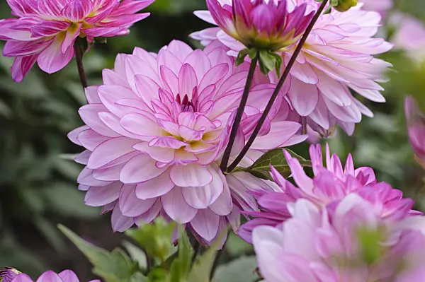 476118 - Waterlily dahlia (Dahlia Oriental Dream)