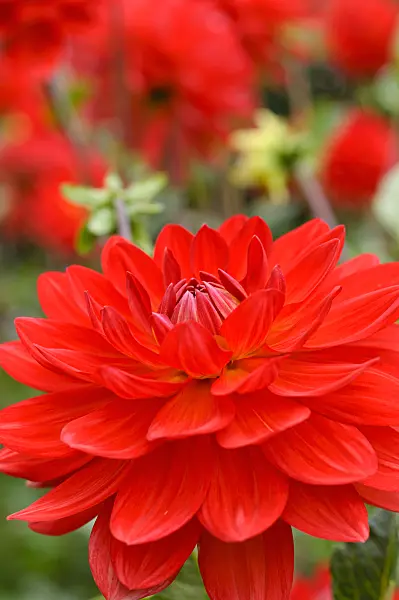 476119 - Waterlily dahlia (Dahlia Taratahi Rubi)