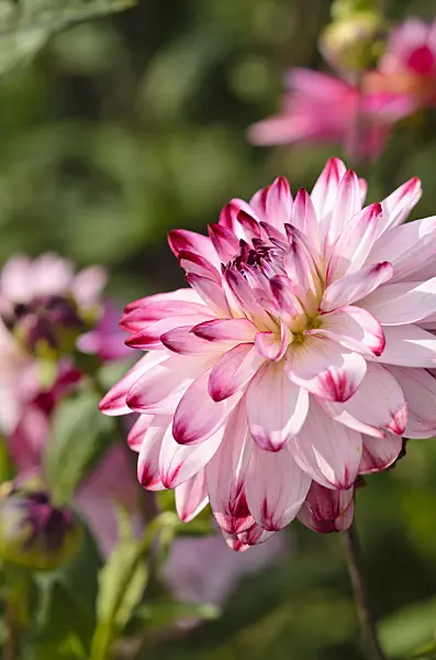 523161 - Waterlily dahlia (Dahlia Wine and Roses)