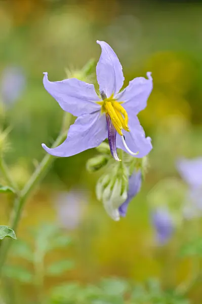 474265 - Watermelon nightshade (Solanum citrullifolium)