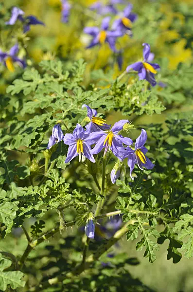 498044 - Watermelon nightshade (Solanum citrullifolium)