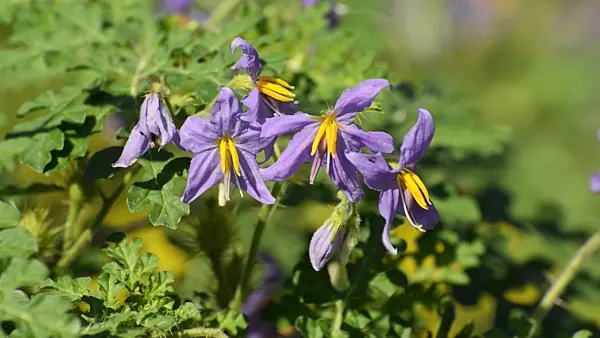 498063 - Watermelon nightshade (Solanum citrullifolium)