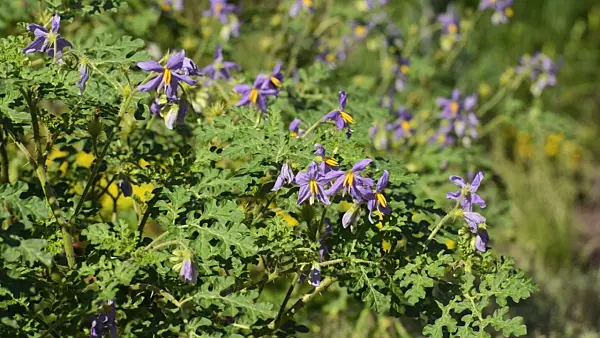 498064 - Watermelon nightshade (Solanum citrullifolium)