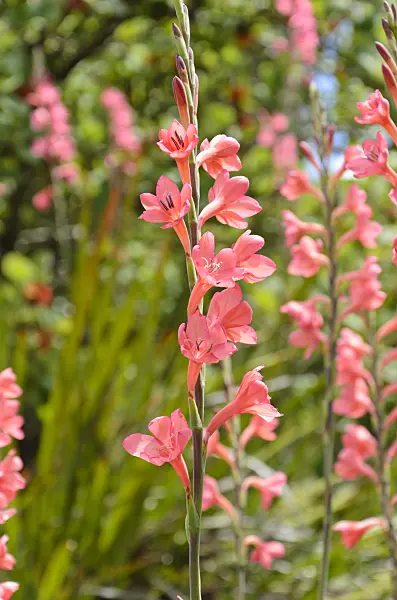 508420 - Watsonia