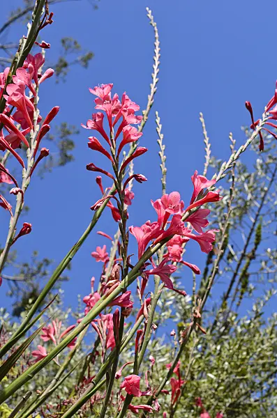 508452 - Watsonia