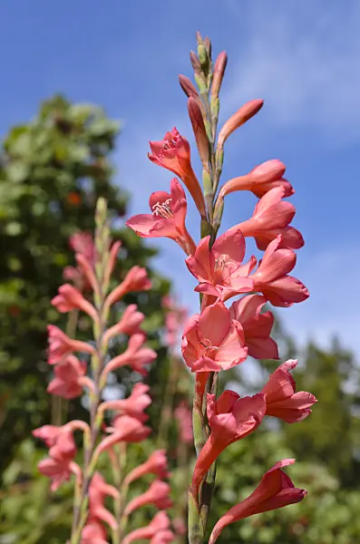 508455 - Watsonia