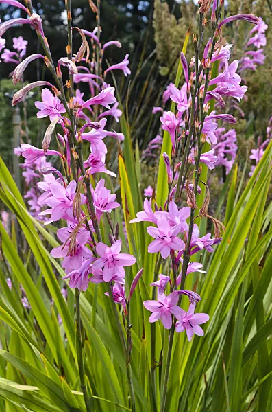 508419 - Watsonia borbonica subsp. ardernei