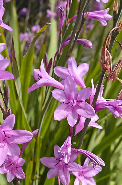 508450 - Watsonia borbonica subsp. ardernei