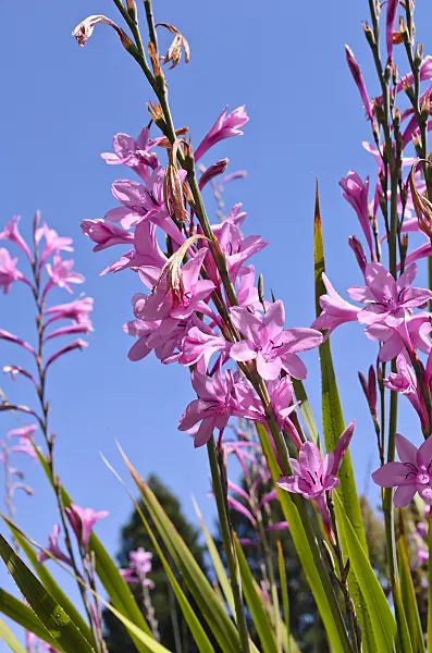 508451 - Watsonia borbonica subsp. ardernei