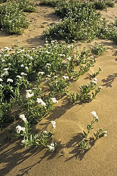 397038 - Wavy heliotrope (Heliotropium ramosissimum)
