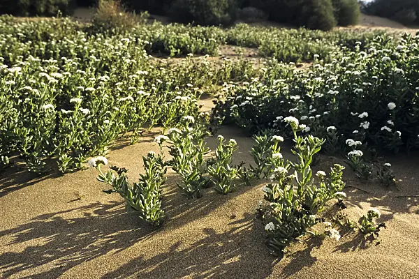 397039 - Wavy heliotrope (Heliotropium ramosissimum)