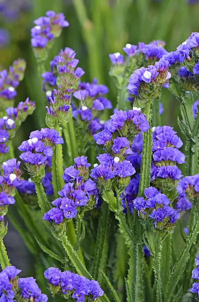 524133 - Wavyleaf sea lavender (Limonium sinuatum)