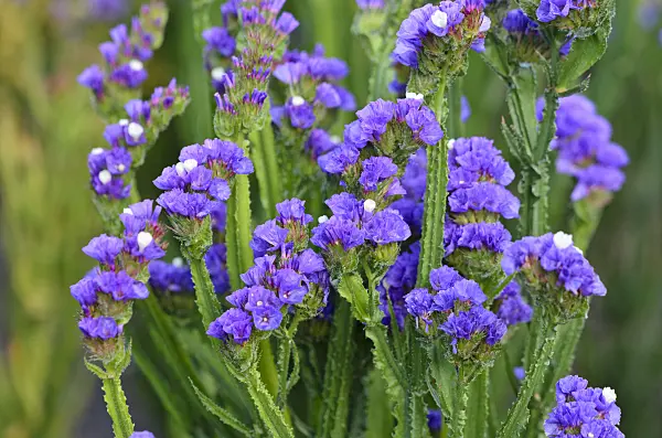 524134 - Wavyleaf sea lavender (Limonium sinuatum)